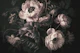 Baroque Regency Flower Splendor Dusty Pink