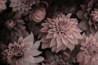 Opulent Moody Dahlia Flowers Smoke Pink wallpaper