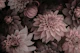 Opulent Moody Dahlia Flowers Smoke Pink