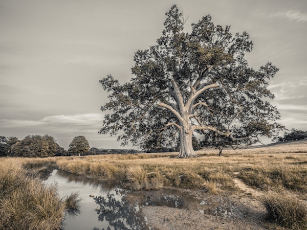 Lone Tree in Nature