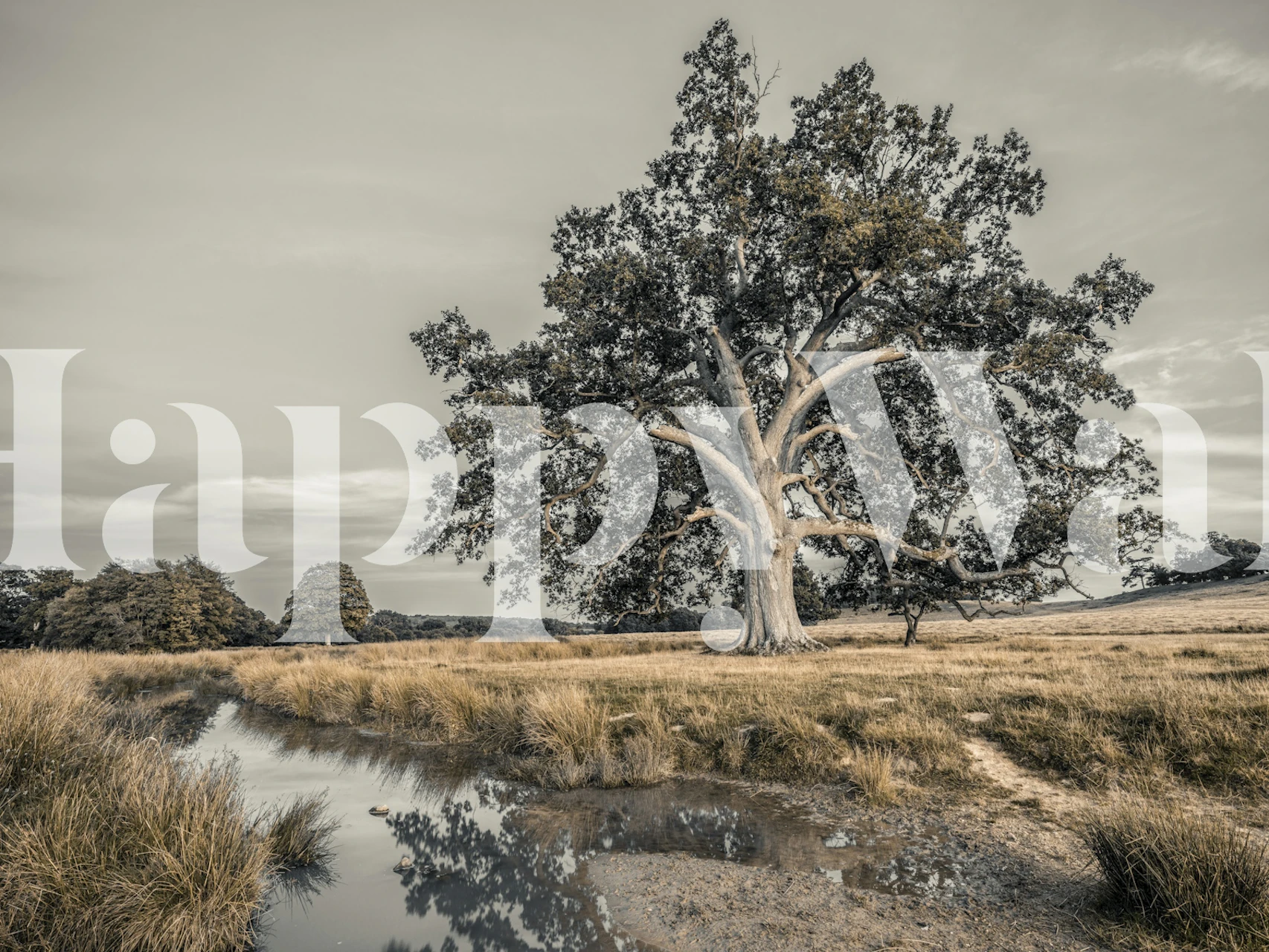 Lone tree in a field with a reflective pond, black and white wallpaper