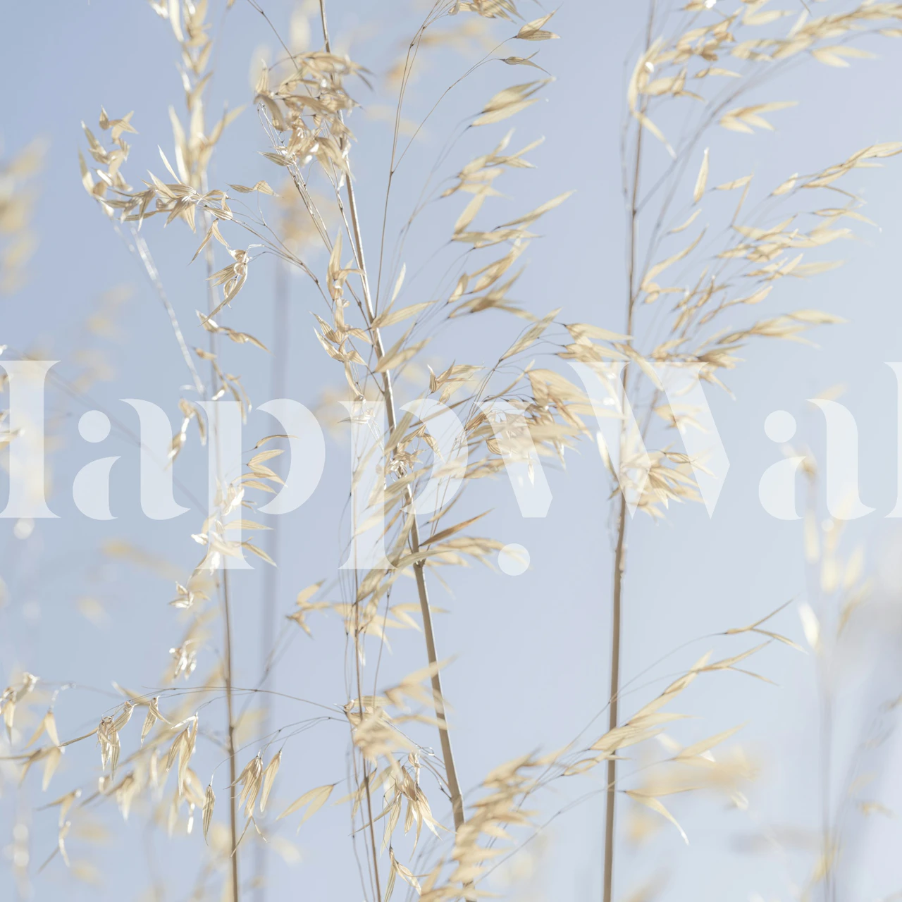 Panicle ripe oats wallpaper in a room