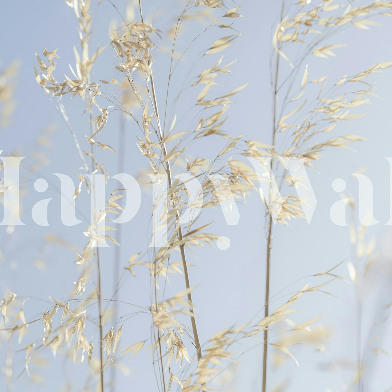 Panicle ripe Oats tapet i et rom