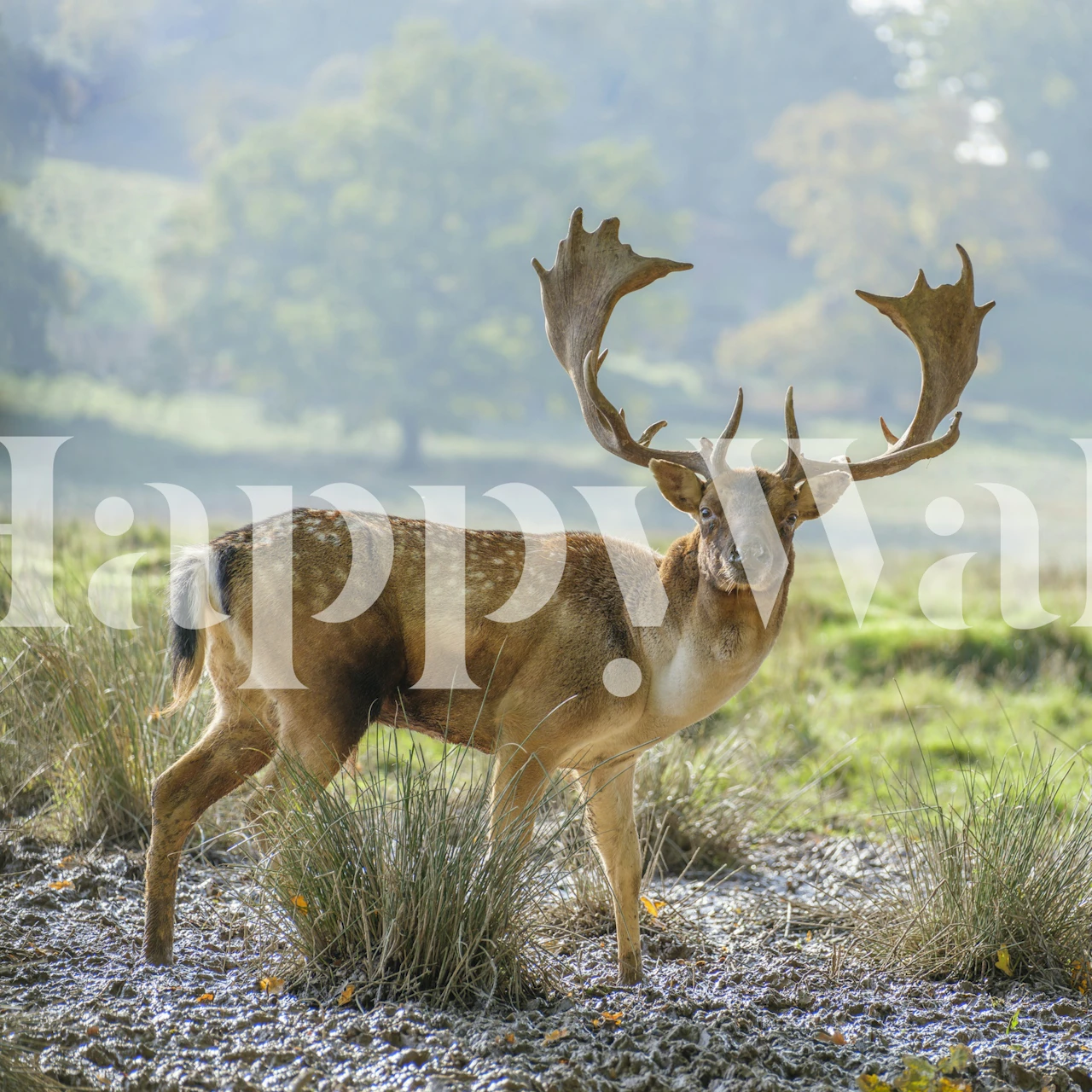 Tapeta Graceful Wilderness se srnci v přírodě