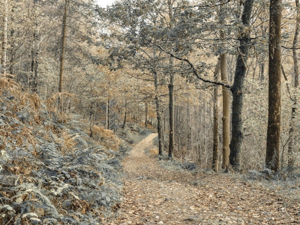Forest Trail