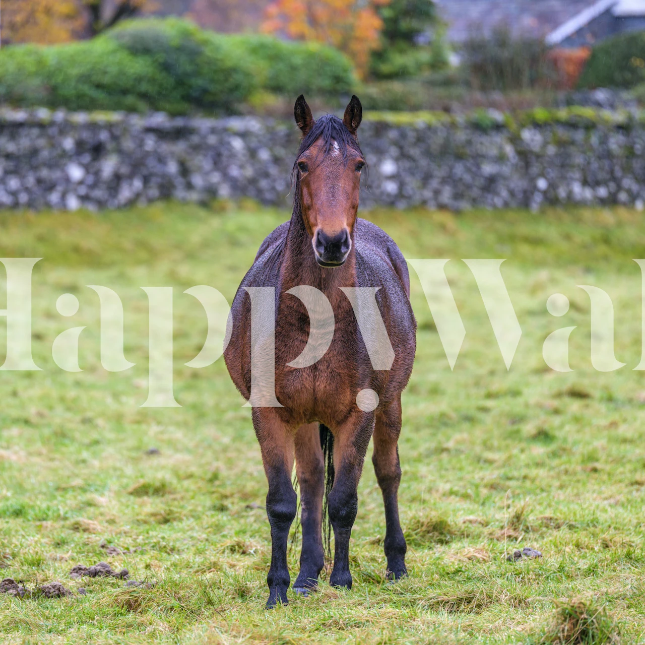 Graceful Grazing wallpaper featuring a horse