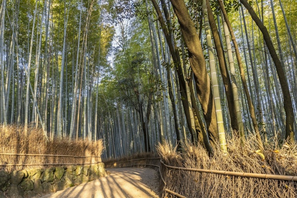 Impressive Arashiyama Bamboo Forest