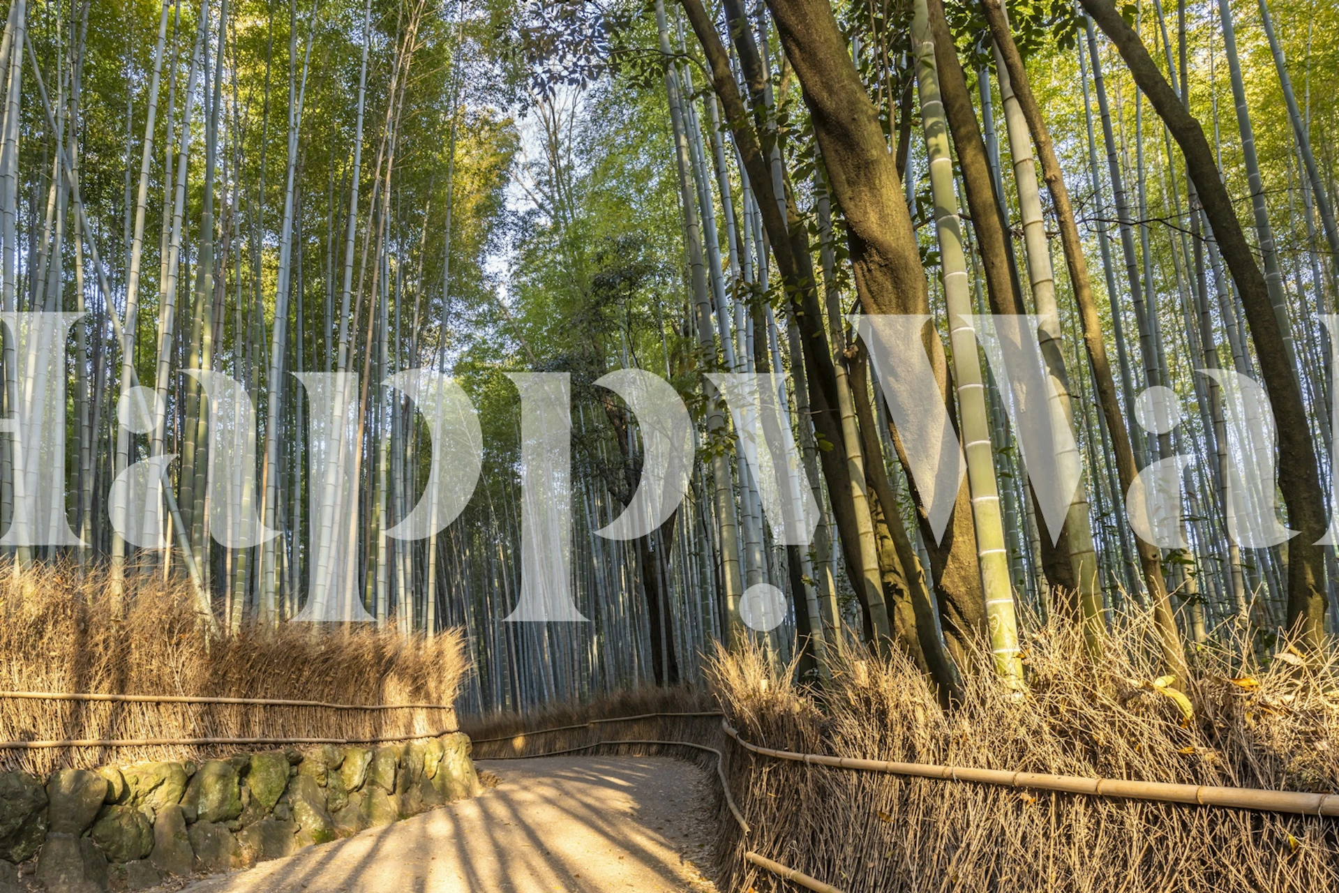 Imponerande Arashiyama Bamboo Forest tapet i ett modernt rum