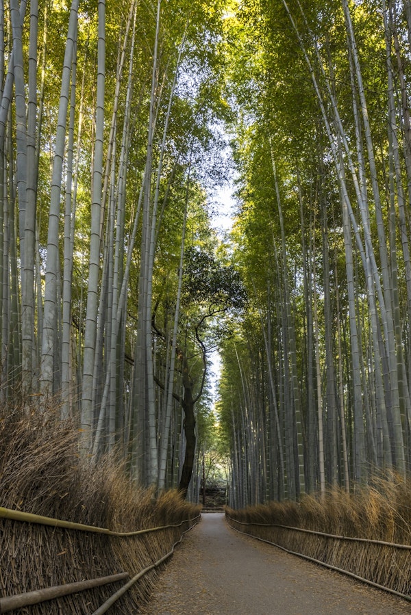 Mighty Arashiyama bamboo forest