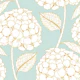 white hydrangea flowers on powder blue