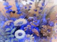 Vivid Blue Wildflowers