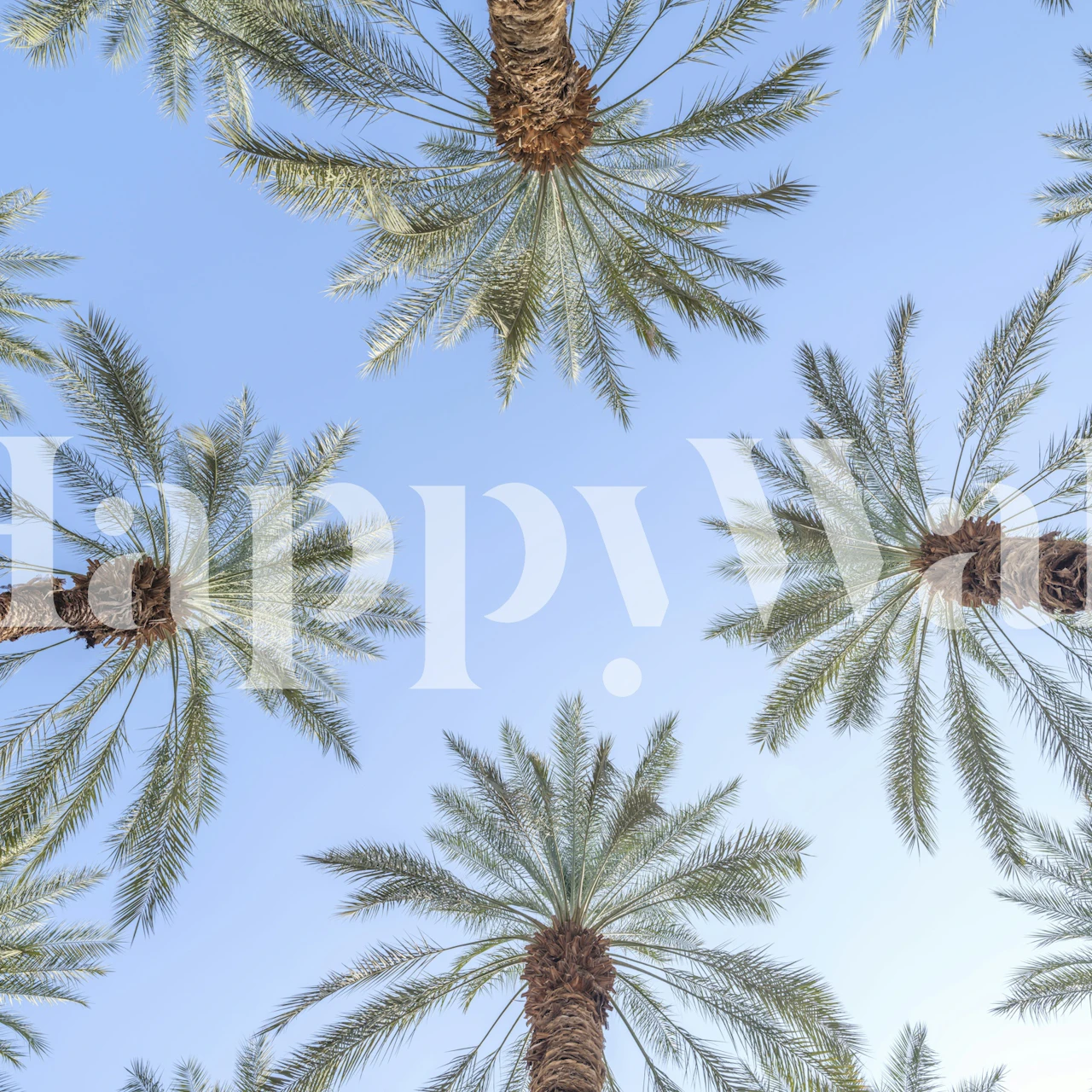 Tropical palm trees against a blue sky wallpaper