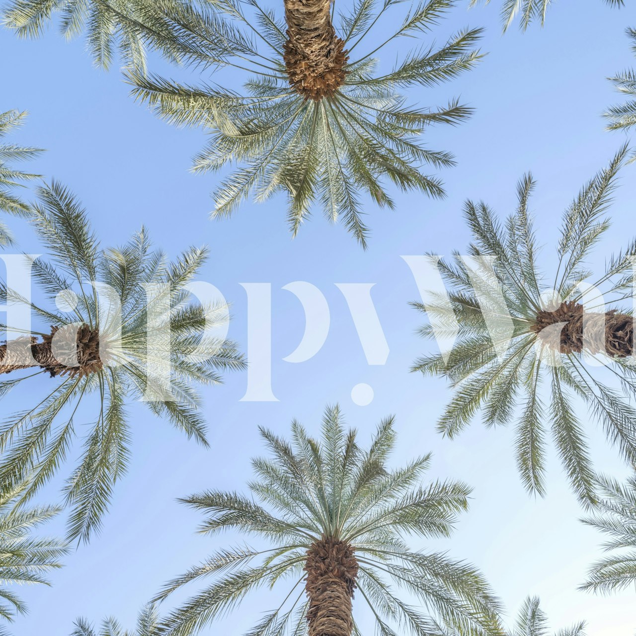 Tropical palm trees against a blue sky wallpaper