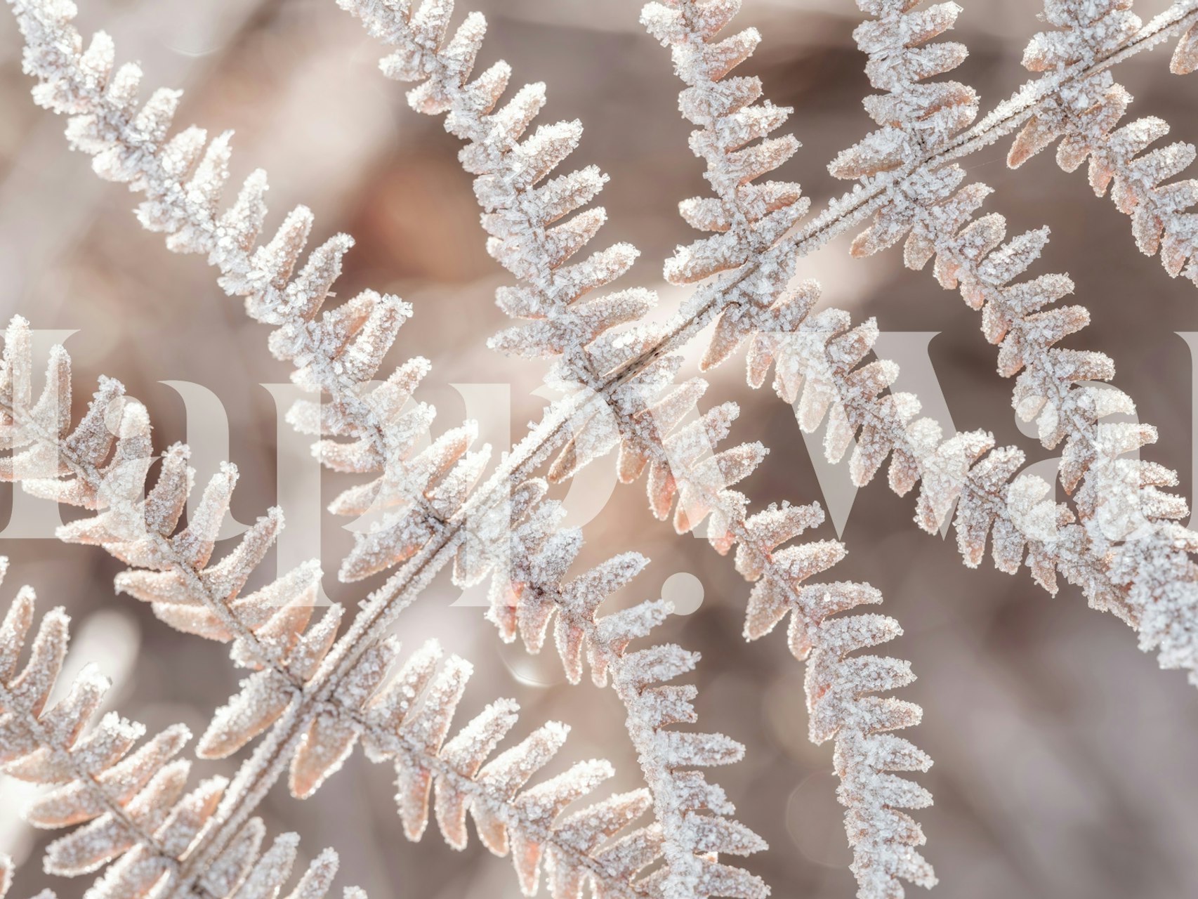 Plant Frost wallpaper design in a room