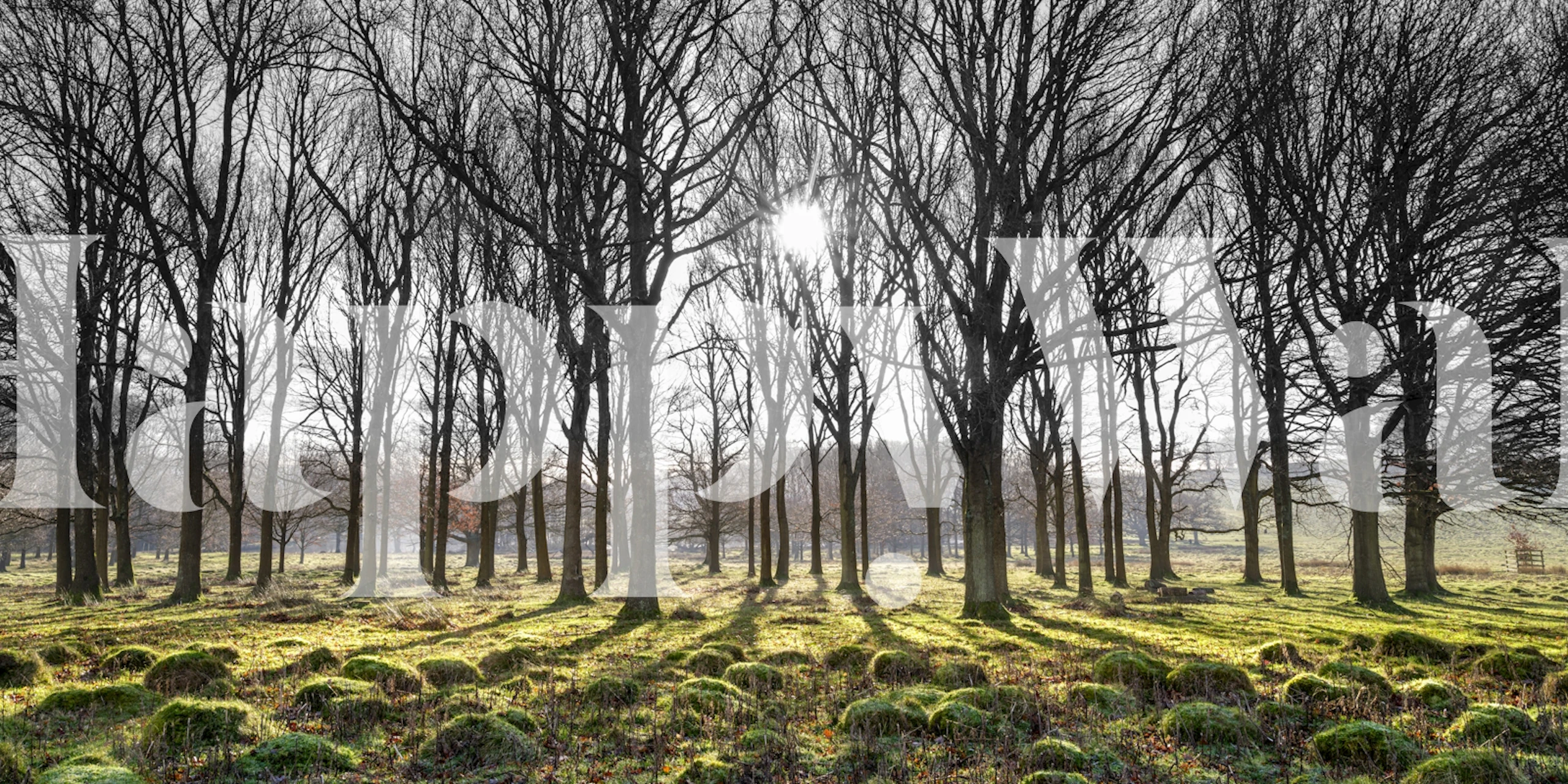 Forest illumination wallpaper design in a room