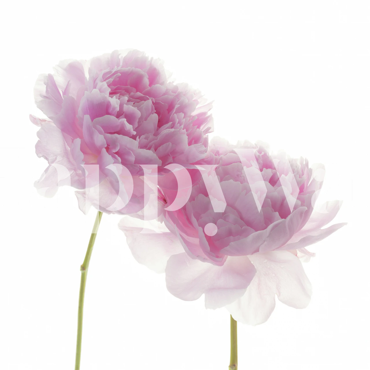 Pivoines roses sur fond blanc, élégant floral wallpaper.