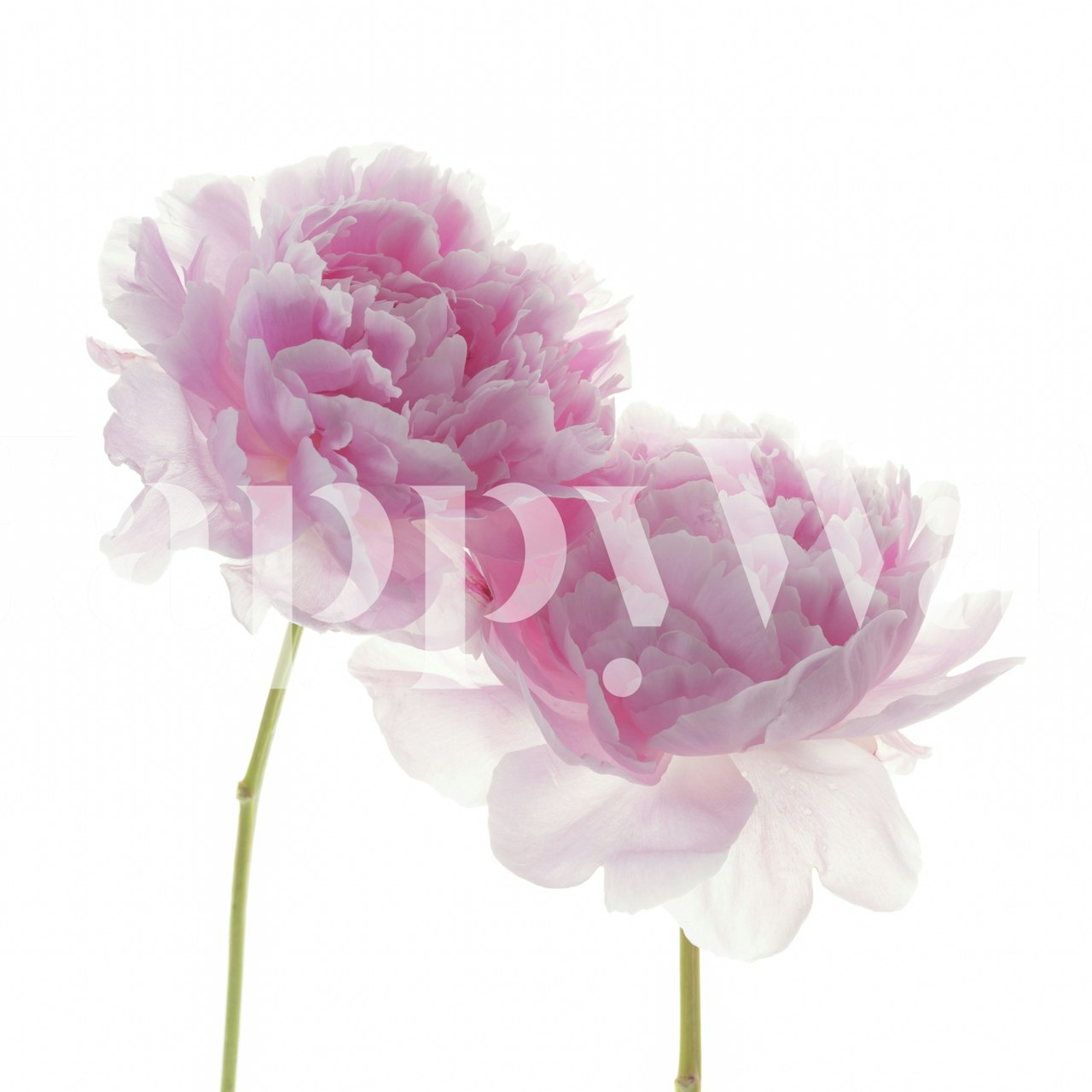 Zwei zarte rosa Pfingstrosen vor einem weißen Hintergrundwandgemälde