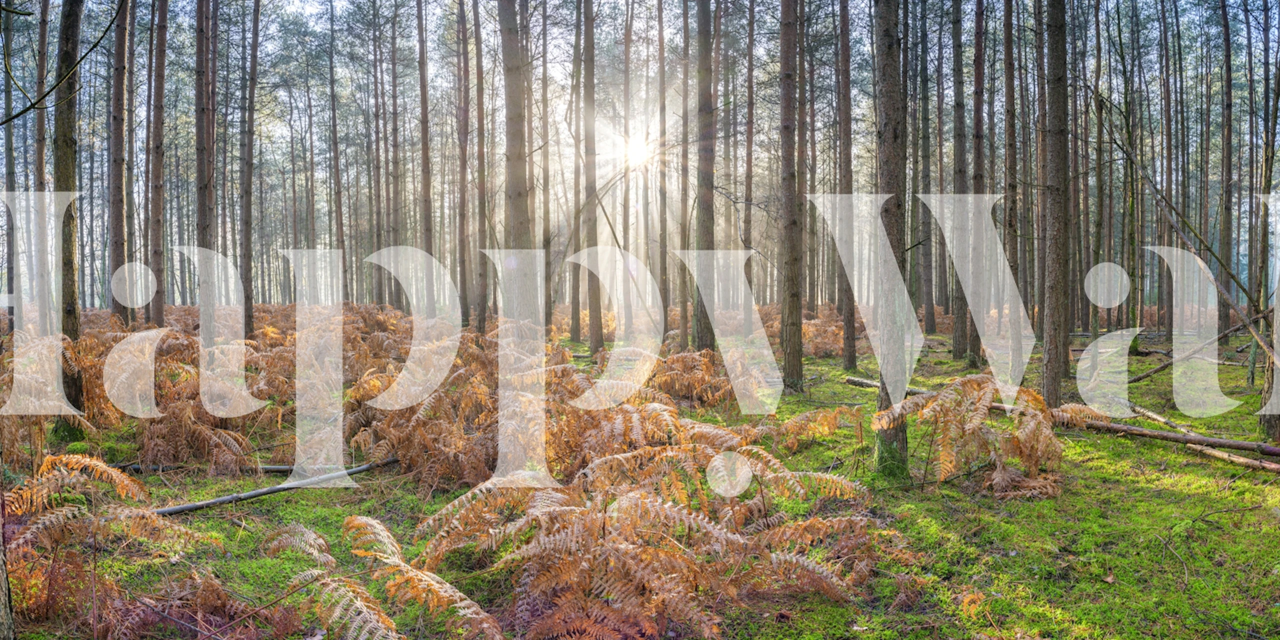 Papier peint Sylvan Radiance dans un cadre forestier