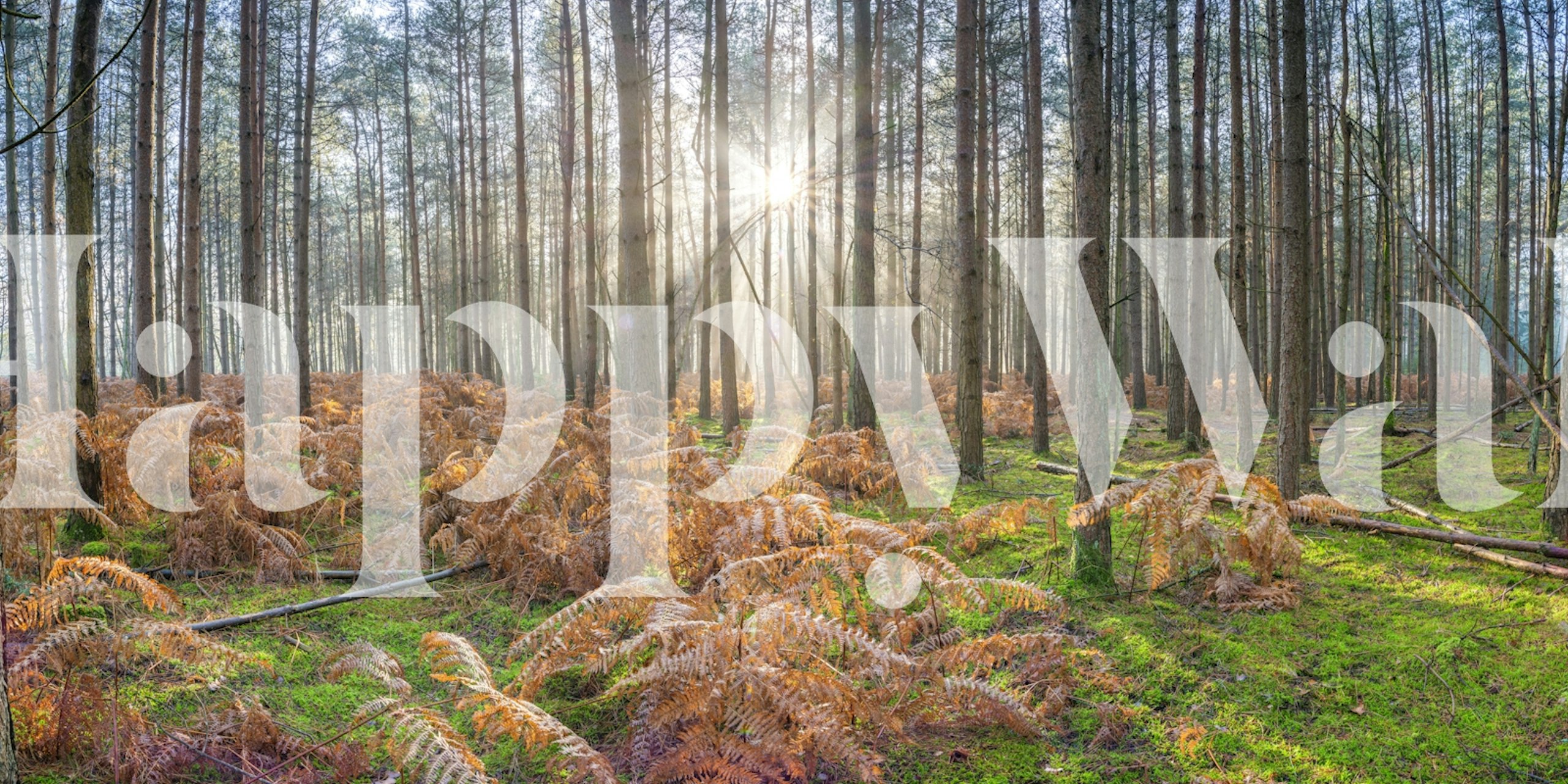 Papier peint Sylvan Radiance dans un cadre forestier