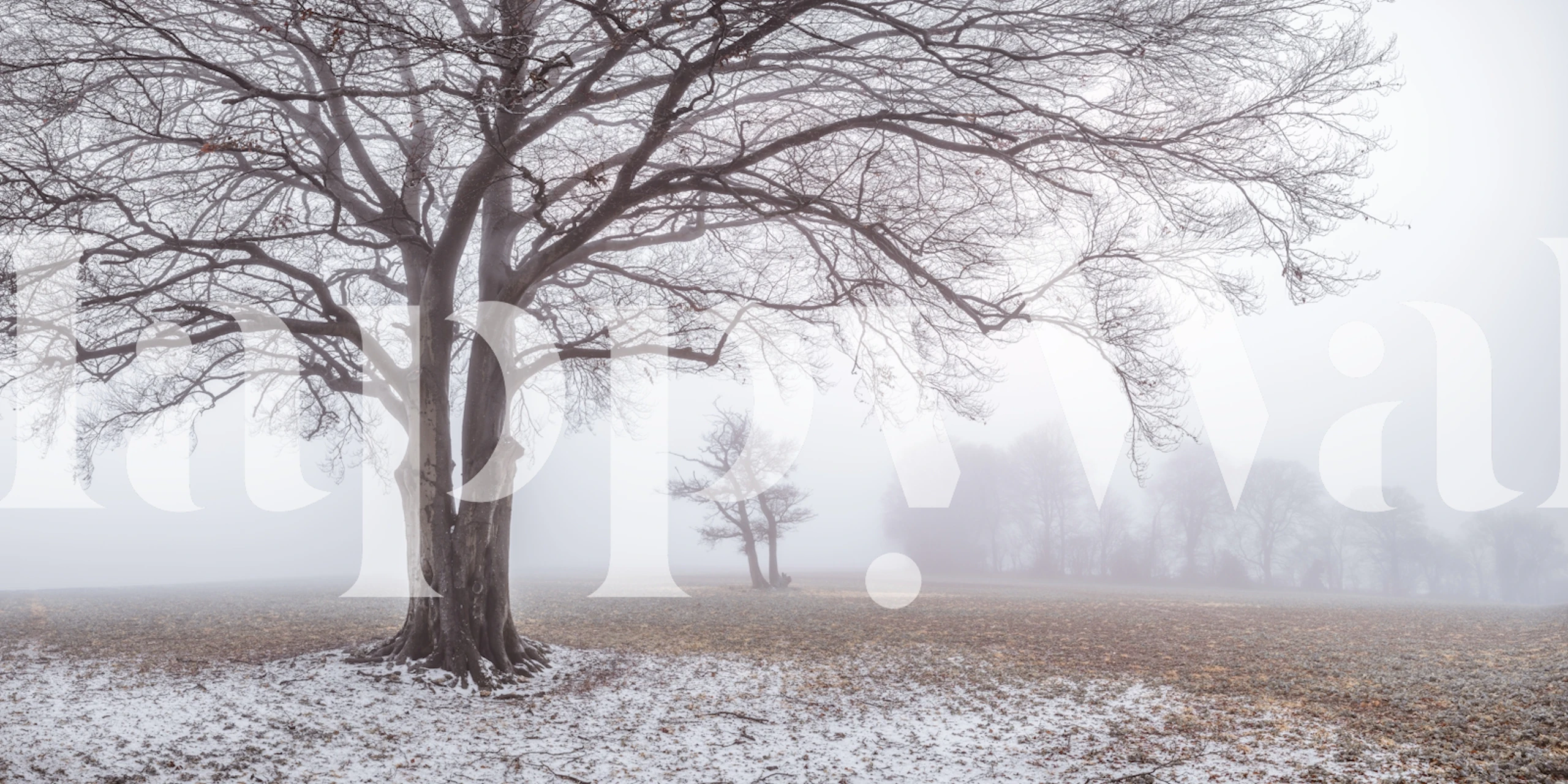 Misty tree tapet i et blødt oplyst rum