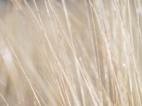 Marshland Beauty tapete