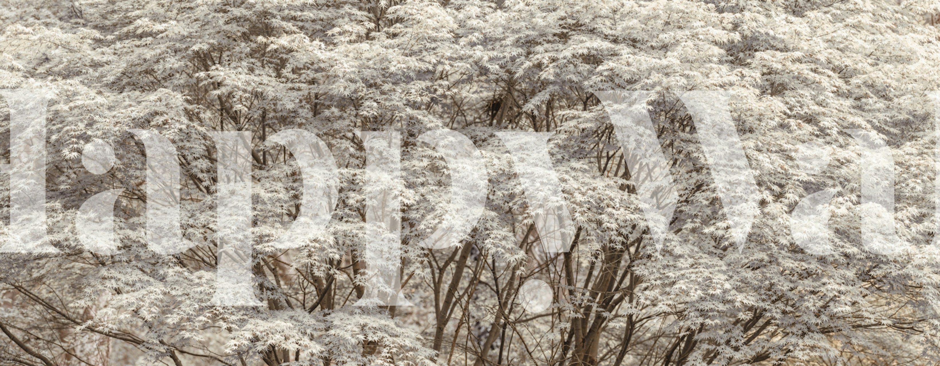 Ταπετσαρία Nature's Roof σε έναν χώρο
