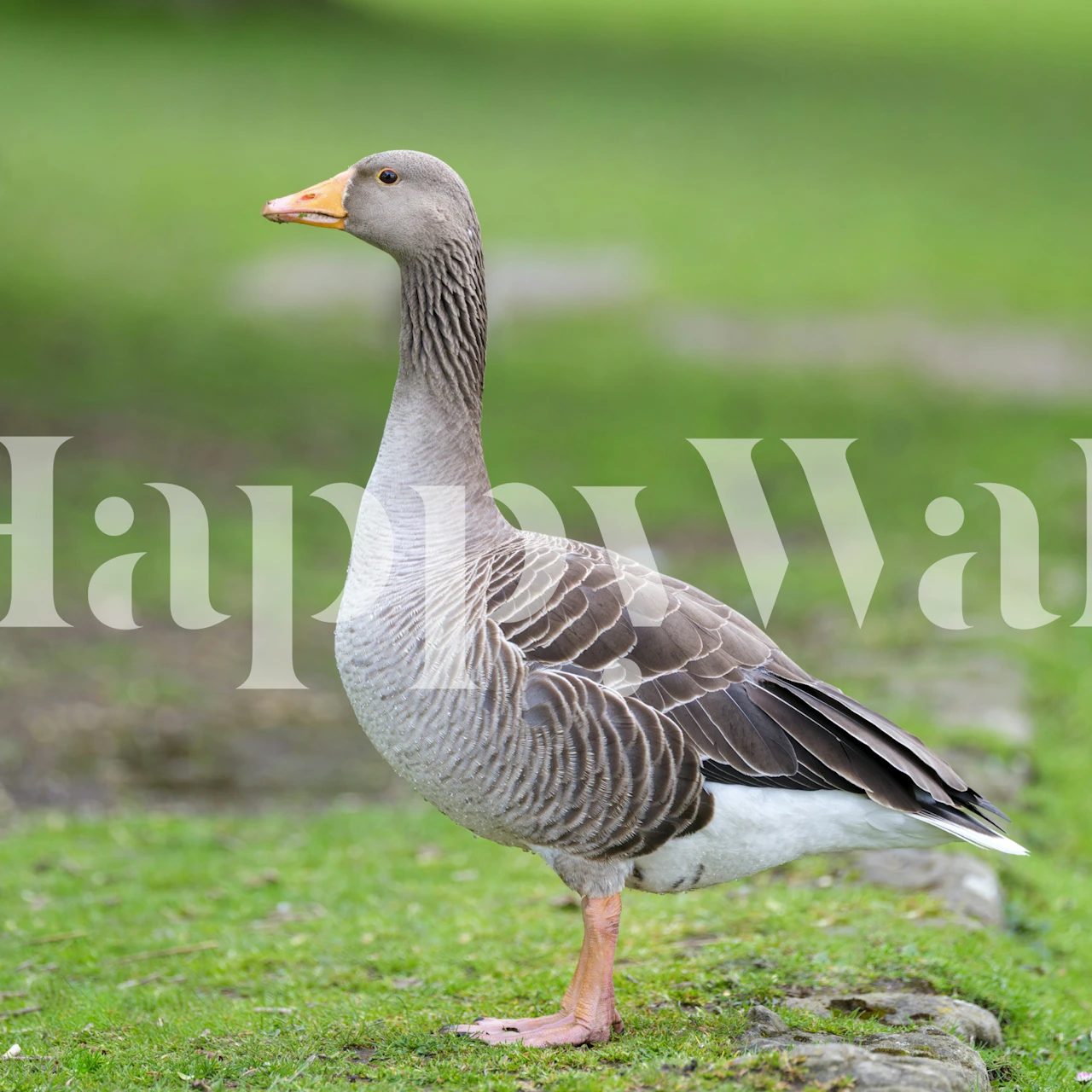 Gray goose standing on green grass wallpaper