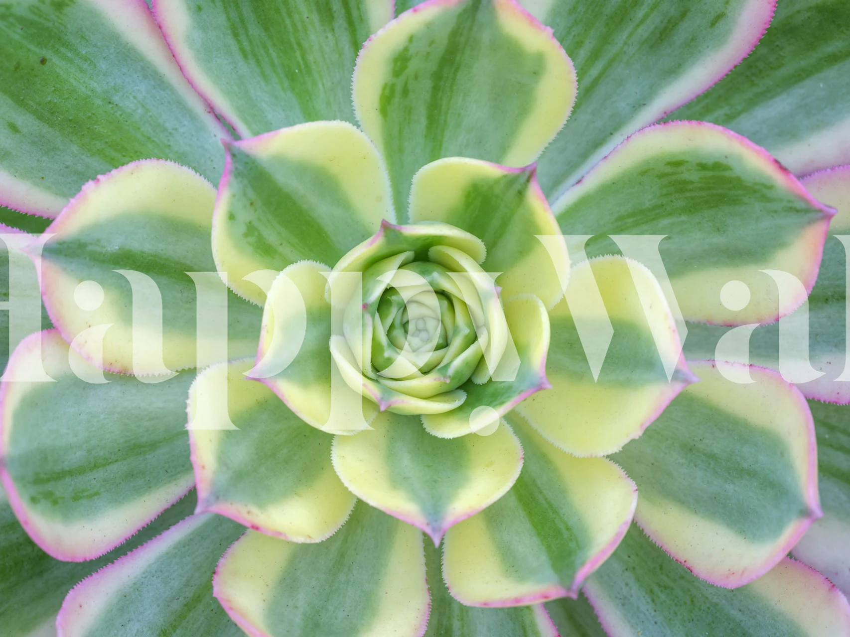Green succulent with light pink edges wallpaper