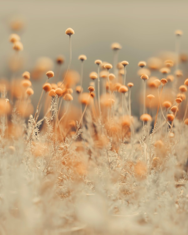 Flowers - Yellow Wildflowers