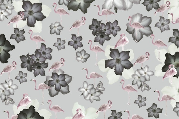Desert Rose Flamingo Dream 1