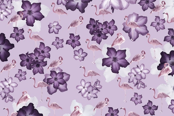 Desert Rose Flamingo Dream 2