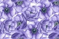 Violet anemone flowers ταπετσαρία