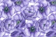Violet anemone flowers