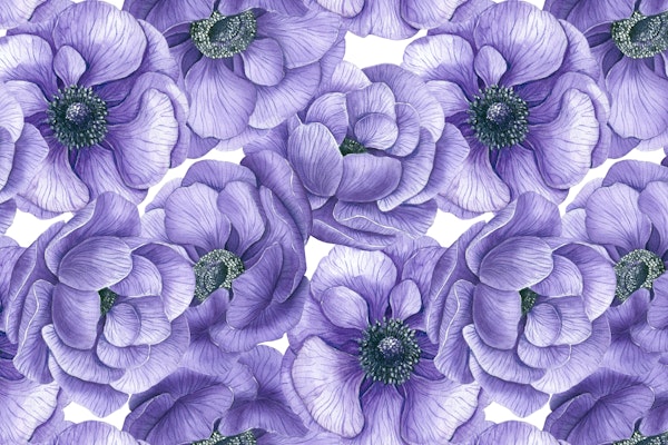 Violet anemone flowers