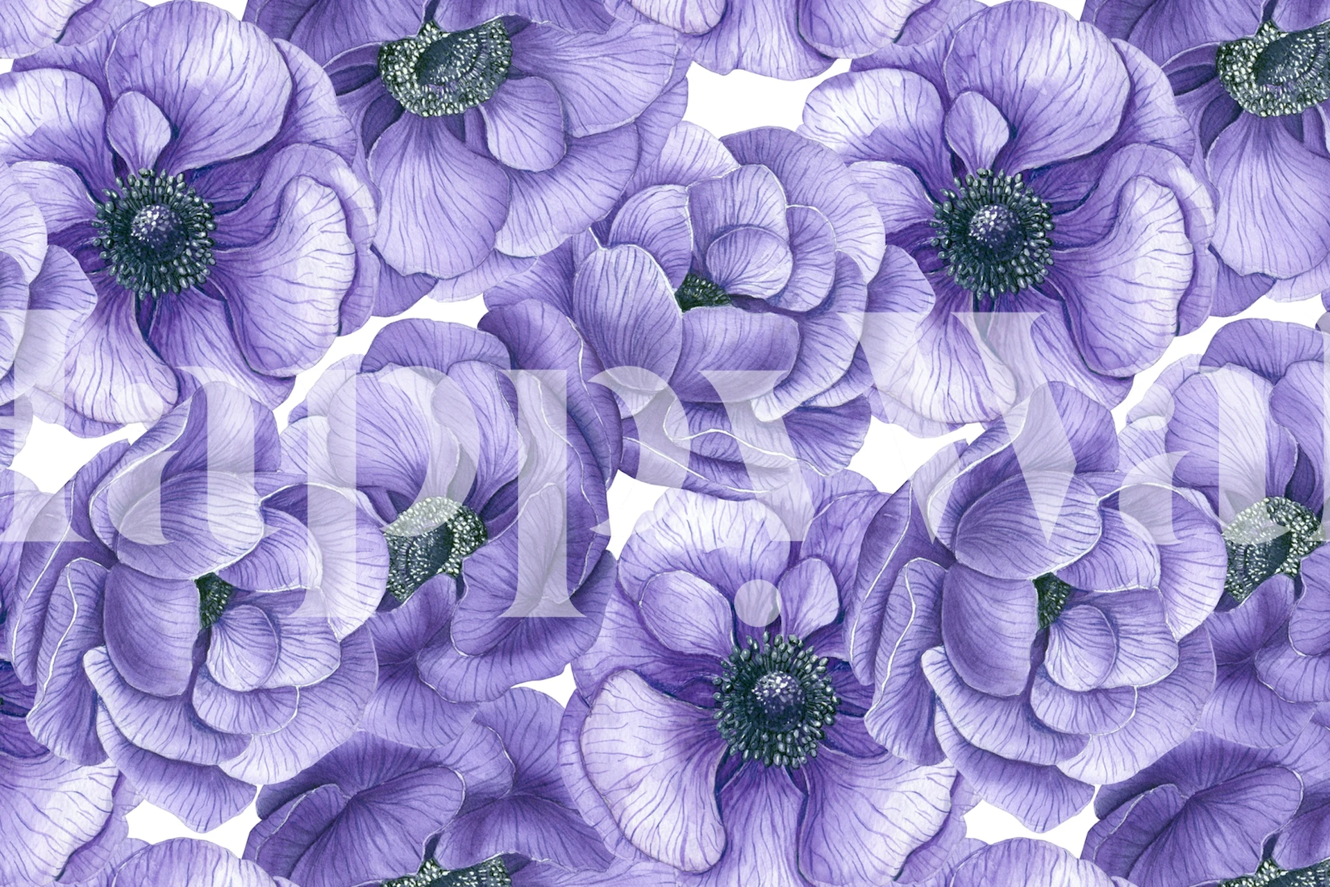 Carta da parati Violet anemone flowers in una stanza