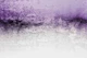 SNOWDREAMER LAVENDER FIELDS