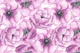 Pink anemone flowers