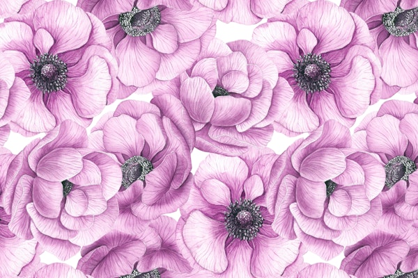 Pink anemone flowers