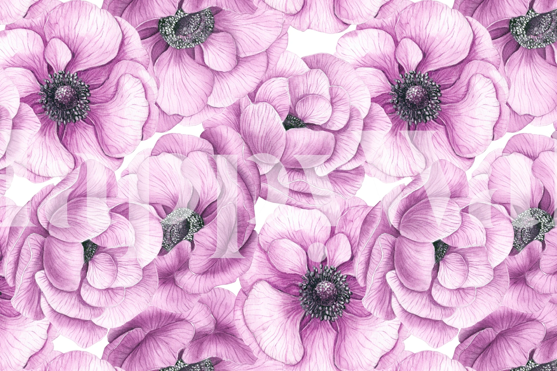 Pink anemone flowers with detailed petals floral wallpaper