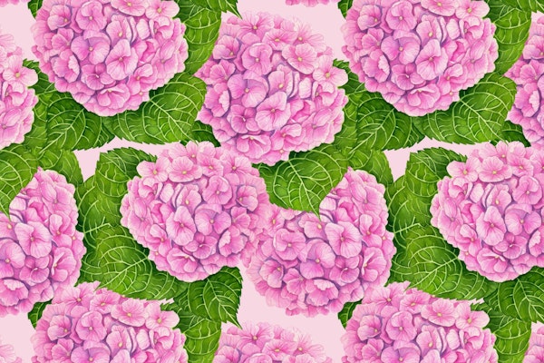 Hydrangea watercolor