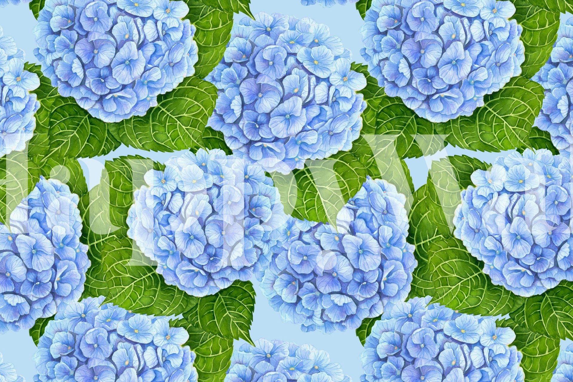 Blue hydrangea flowers with green leaves on light blue background wallpaper