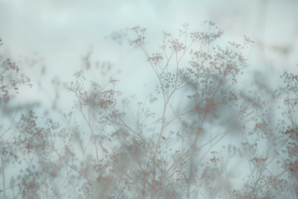 DRIED MEADOW EARLY MORNING SPAIN by MS