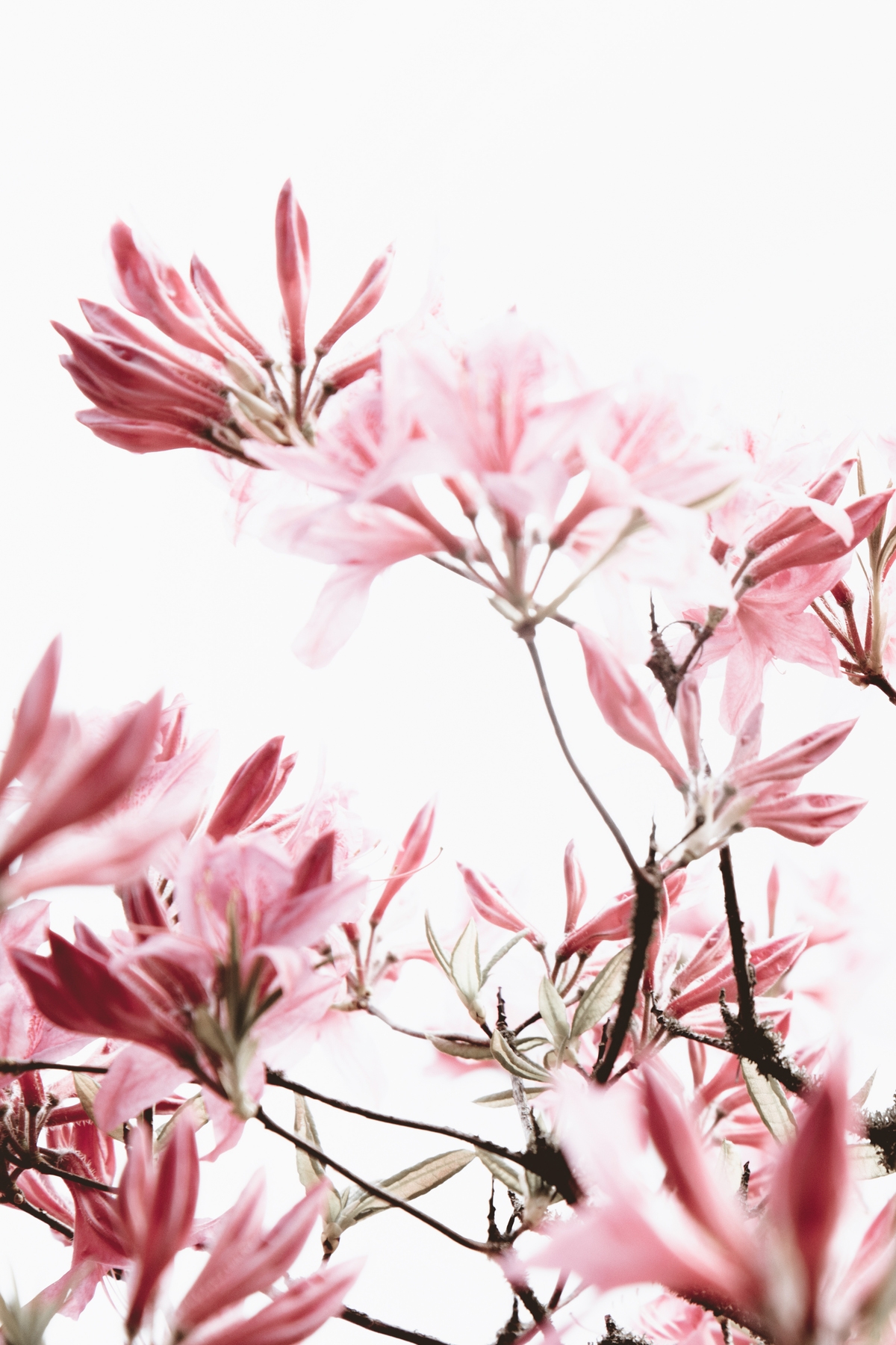 Azalea Wall Murals | High-Resolution Flower & Tree Wallpaper - Happywall