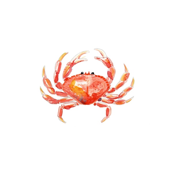coastal watercolor crab
