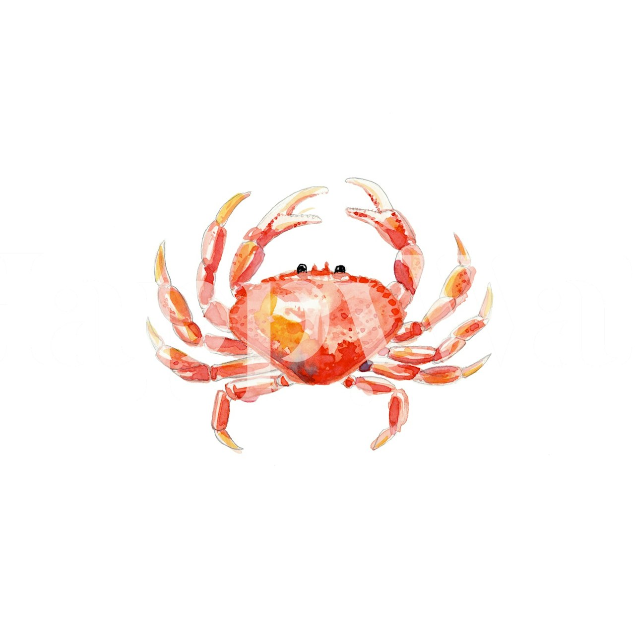 Watercolor crab design with red and orange hues wallpaper