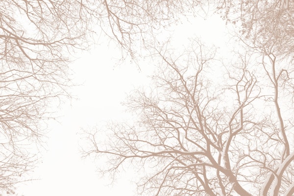 Soft Beige Snowy Tree Silhouettes 1