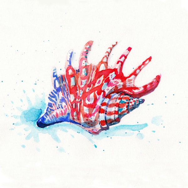 Colorful watercolor seashell painting