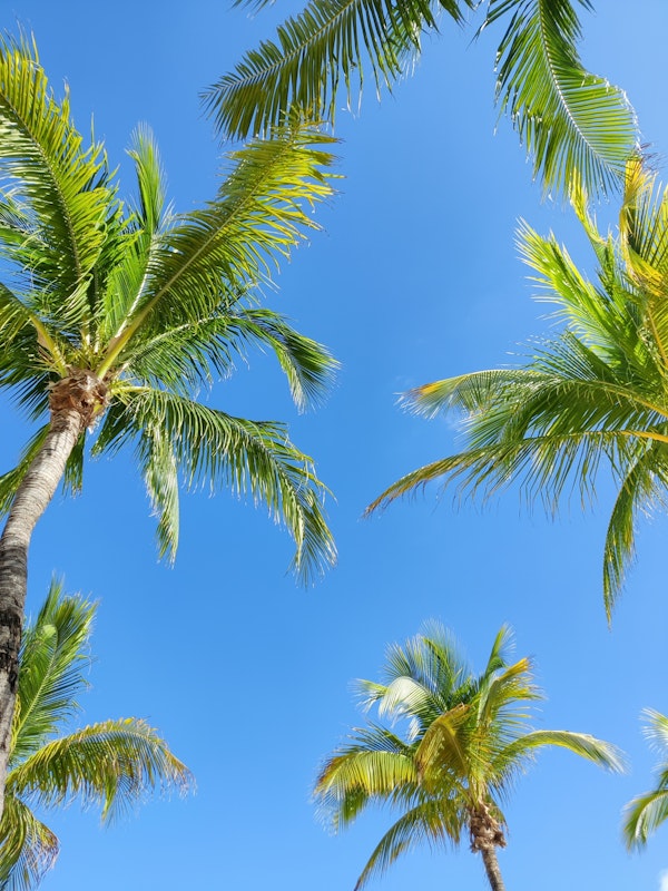 Palm trees against blue sky