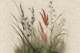 Scandinavian Grass Meadow