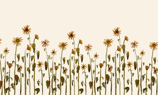 Sunflower field a botanical watercolor mural